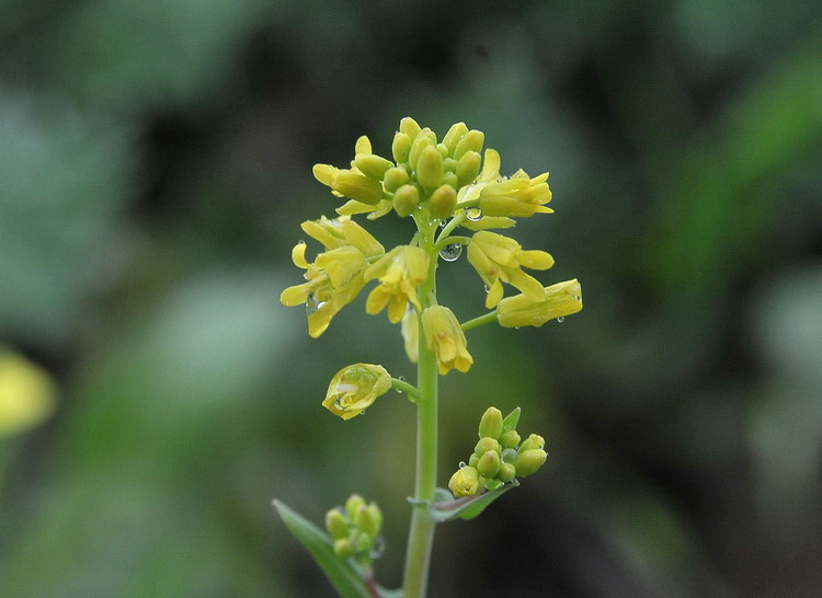 Myagrum perfoliatum